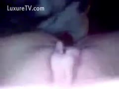 Close-up of a tiny puppy snatching a cougar as that lady captures the beastiality point of view